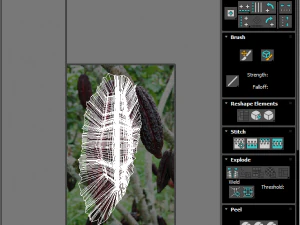 Cocoa Fruits and Beans Set 3D Model