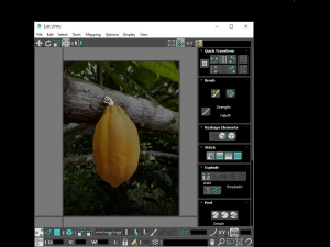 Cocoa Fruits and Beans Set 3D Model