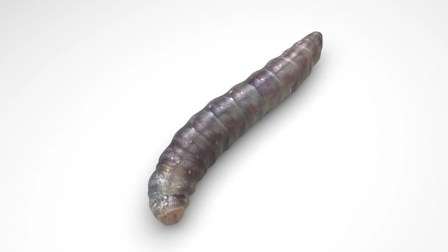 Pinworm 3D Model .c4d .max .obj .3ds .fbx .stl .blend 