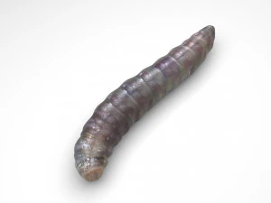 蟯虫 3Dモデル