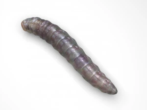 Pinworm 3D Model
