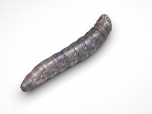 Pinworm 3D Model