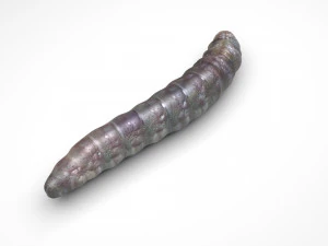 Pinworm 3D Model