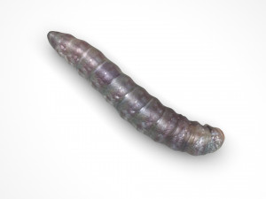 Pinworm 3D Model