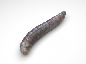 Pinworm 3D Model