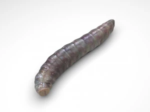 Pinworm 3D Model