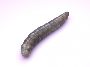 Pinworm 3D Model