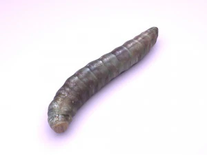 Pinworm 3D Model