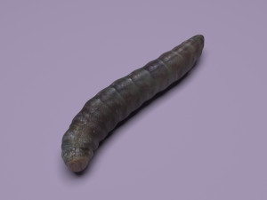 Pinworm 3D Model