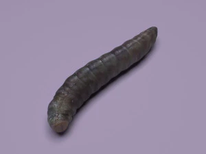 Pinworm 3D Model