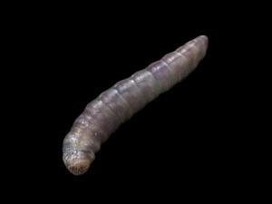 Pinworm 3D Model