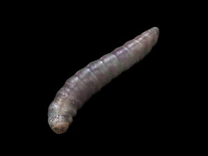 Pinworm 3D Model