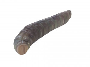 Pinworm 3D Model
