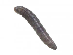 Pinworm 3D Model