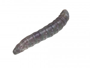 Pinworm 3D Model