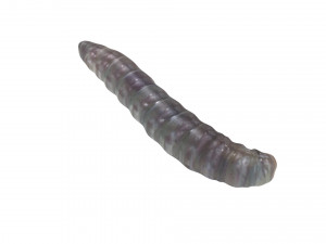 Pinworm 3D Model