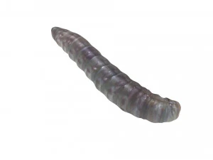 Pinworm 3D Model