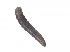 Pinworm 3D Model