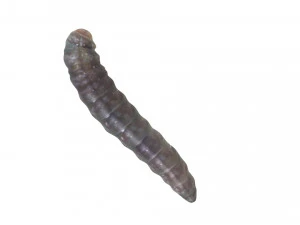 Pinworm 3D Model