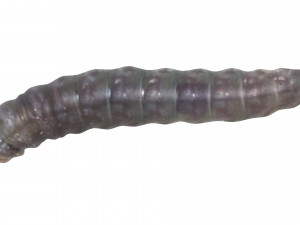 Pinworm 3D Model