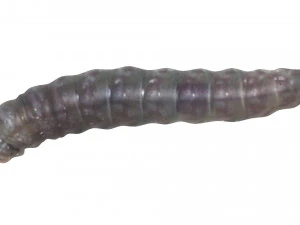 Pinworm 3D Model