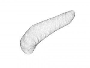 Pinworm 3D Model