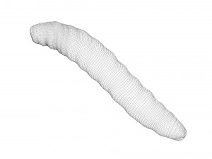Pinworm 3D Model