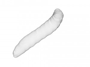 Pinworm 3D Model