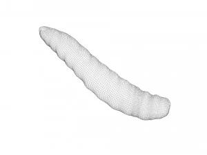 Pinworm 3D Model
