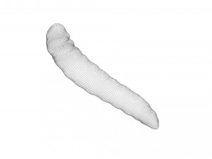 Pinworm 3D Model