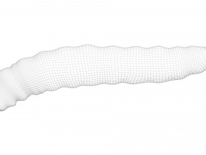 Pinworm 3D Model