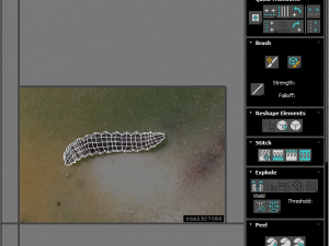 Pinworm 3D Model