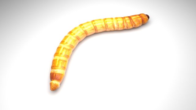 Mealworm 3D 模型 .c4d .max .obj .3ds .fbx .stl .blend 