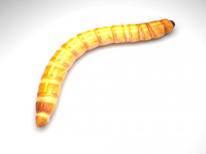Mealworm Modello 3D