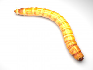 Mealworm 3D 模型