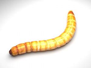 Mealworm 3D 模型