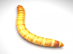 Mealworm 3D 模型