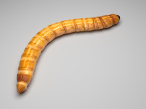 Mealworm 3D 模型