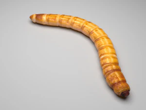 Mealworm 3D Model