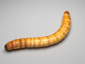 Mealworm 3D Model