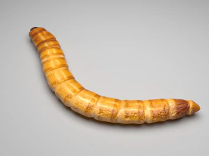 Mealworm 3D Model