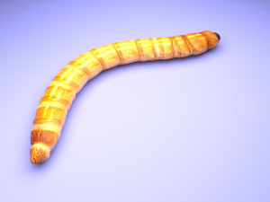 Mealworm 3D 模型