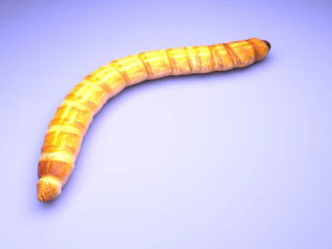 Mealworm 3D Model