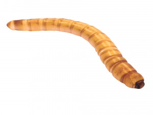Mealworm 3D 模型