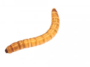 Mealworm 3D Model