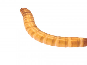 Mealworm 3D 模型