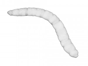 Mealworm 3D 模型