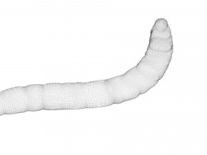 Mealworm 3D 模型