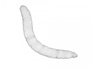 Mealworm 3D Model