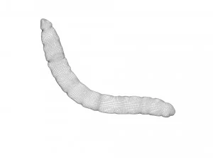 Mealworm 3D Model